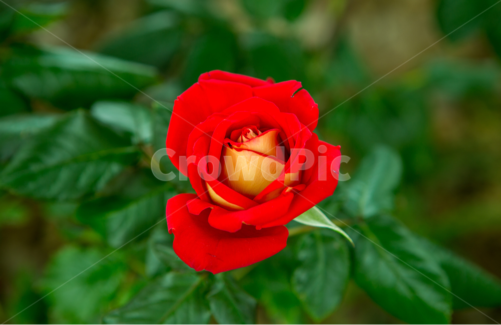 장미,장미꽃,여름,꽃,식물,빨간장미,5월,로즈데이,자연,nature,summer,rose,flower,식물,자연,plants,nature,꽃,flower