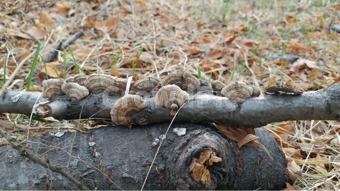생명,고목나무,버섯,배경,자연,버섯,mushroom