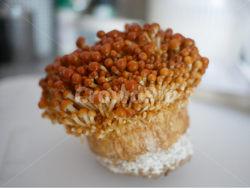 food,음식,confectionery,버섯,송이버섯,금버섯
