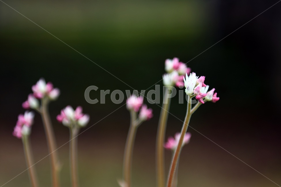 식물,꽃,감성사진,자연,flower,꽃사진,봄,봄꽃,계절,감성,4월,spring,힐링,자연풍경,풍경,봄,계절,spring,season,식물,자연,plants,nature,꽃,flower,plant