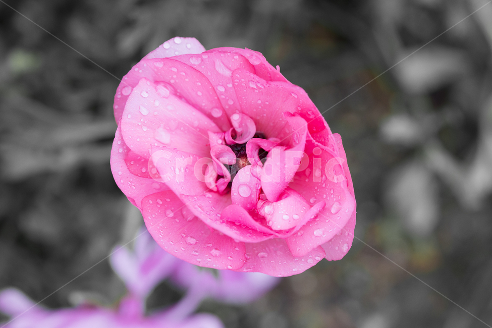 봄,아침이슬,빛방울,분홍꽃,귀여운,식물,자연,plants,nature,꽃,flower