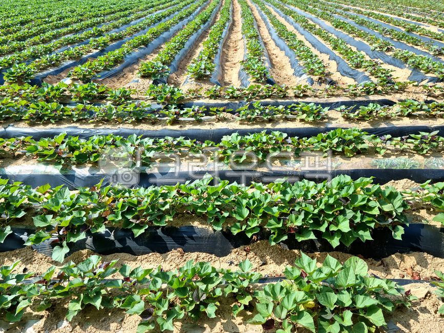 sweet potato,Sweet potato cultivation,sweet potato field,crops,leaf,field,culture,sweet potato leaves,background,farming,Agriculture