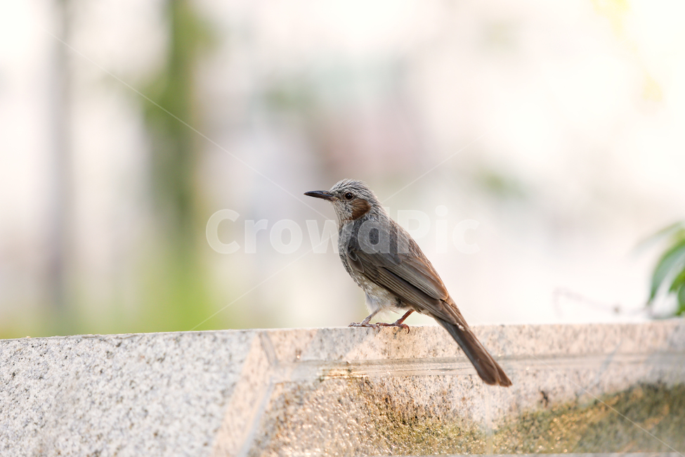 새,조류,도시조류,노을,직박구리,조류,새,birds