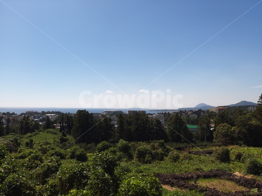 나무,tree,식물,전나무,abies,아비,fir,자연,풍경,nature,landscape,plant