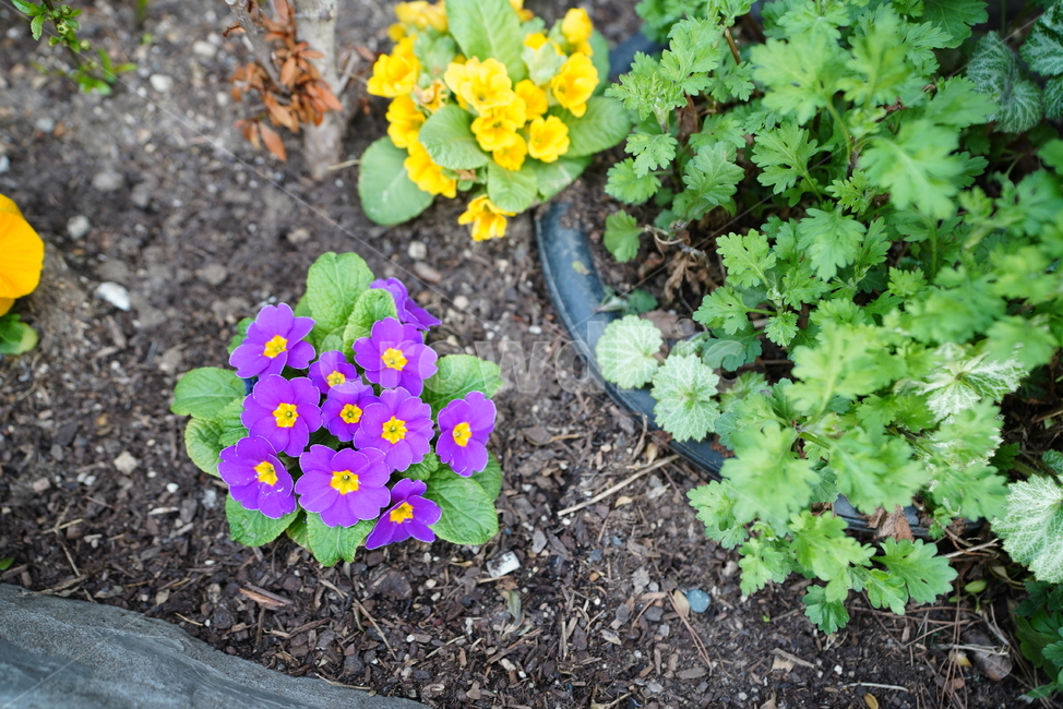 봄,감성,느낌,계절,생명,생물,식물,잎,자연,식물,자연,plants,nature,꽃,flower