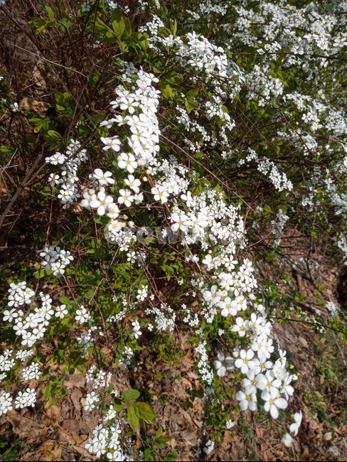설유화,조팝,plant,식물,blossom,flower,꽃,봄,봄꽃,하얀꽃,하양