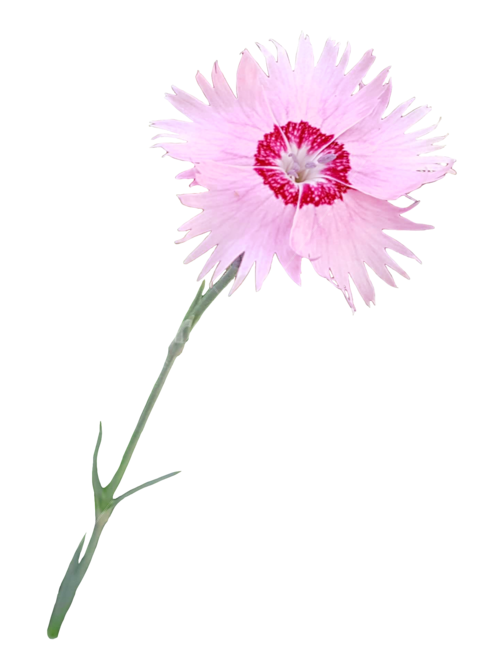 패랭이꽃,꽃,분홍꽃,누끼,누끼따기,removebackground,분홍,색,핑크,pink,식물,자연,줄무늬,삐죽삐죽,누끼,remove background