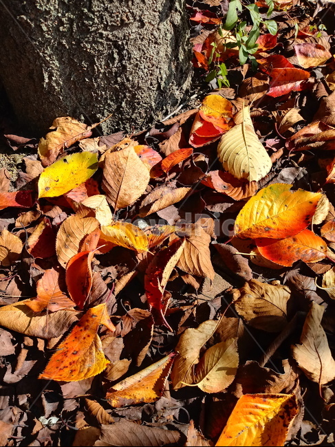 자연,nature,낙엽,나뭇잎,가을,단풍,가을,계절,fall,autumn,season,식물,자연,plants,nature,leaf,잎,plant,tree,나무,fungus,진균류,maple