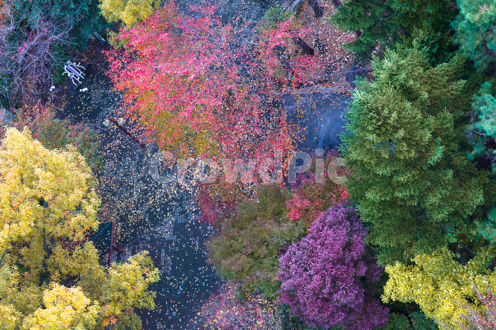 풍경,가을,늦가을,tree,나무,plant,식물,가을빛,단풍색,공원,가을단풍,단풍,울긋불긋,경치,가을색,초가을,단풍시즌,하이앵글,계절,녹색,그린,노랑,노랑색,노란색,낙옆,낙엽,leaf,outdoor,옥외,leaves,fallenleaves,가로등,가을,계절,fall,autumn,season