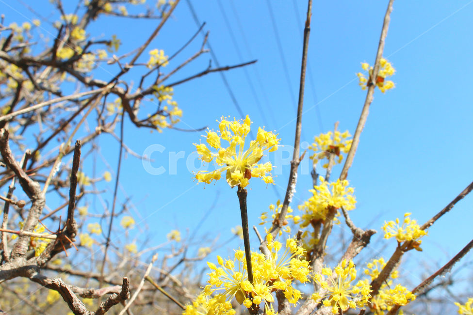 산수유,꽃,봄,하늘,자연,spring,노랑,노란색,yellow,봄,계절,spring,season,식물,자연,plants,nature,꽃,flower,plant