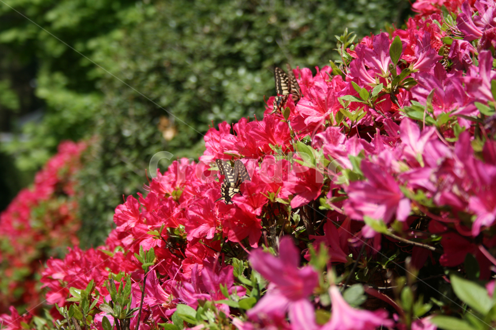 철쭉,꽃,붉은꽃,나비,검은나비,식물,flower,butterrfly,식물,자연,plants,nature,꽃,flower,동물,animal,곤충,벌레,insect,bug