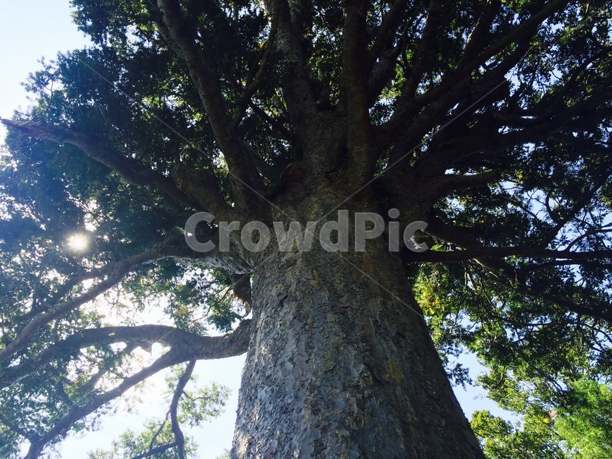 plant,식물,tree,나무,treetrunk,나무줄기,둘레,식물,자연,plants,nature,나무,trees,wood