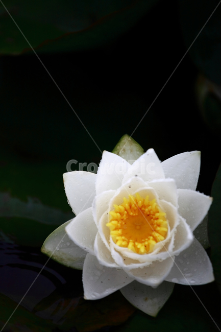 연,연꽃,자연,식물,folwer,수련