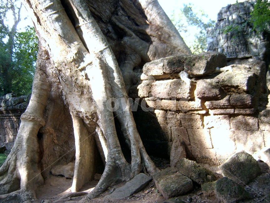 cambodia,캄보디아,앙코르와트,크메르,유적,유적지,뿌리,거대나무