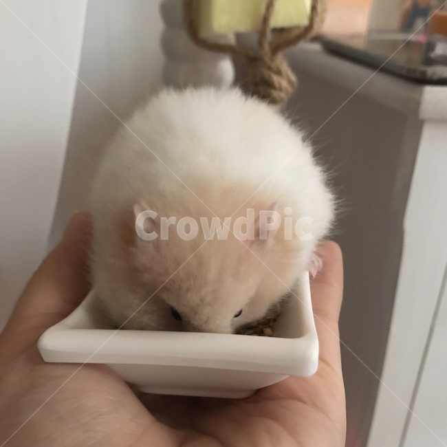 햄스터,골든햄스터,반려동물,펫,귀여운,동물,animal,포유류,mammal