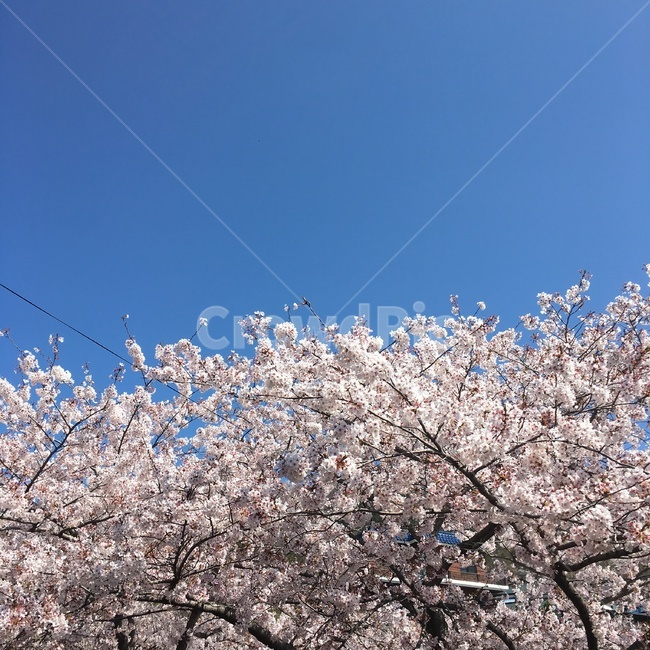 벚꽃,풍경,꽃,봄,하늘