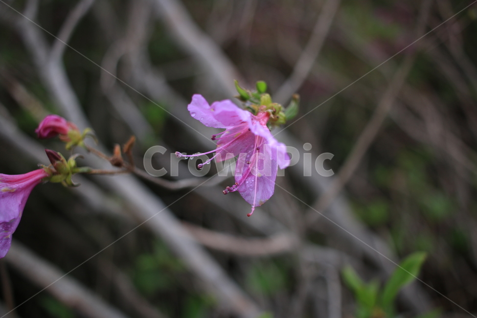 봄,비,봄비,철쭉,사라의기쁨,봄,계절,spring,season,식물,자연,plants,nature,꽃,flower,plant,geranium,제라늄,blossom