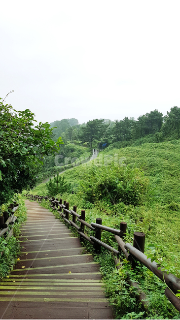제주,숲,풍경,계단,울타리,jeju,forest,landscape,staircase,step,fence,자연,풍경,nature,landscape,outdoors,옥외,arbour,정자,garden,정원