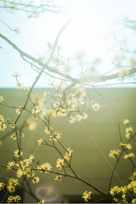 식물,plant,봄,산수유,노랑색,꽃,식물,자연,plants,nature,꽃,flower