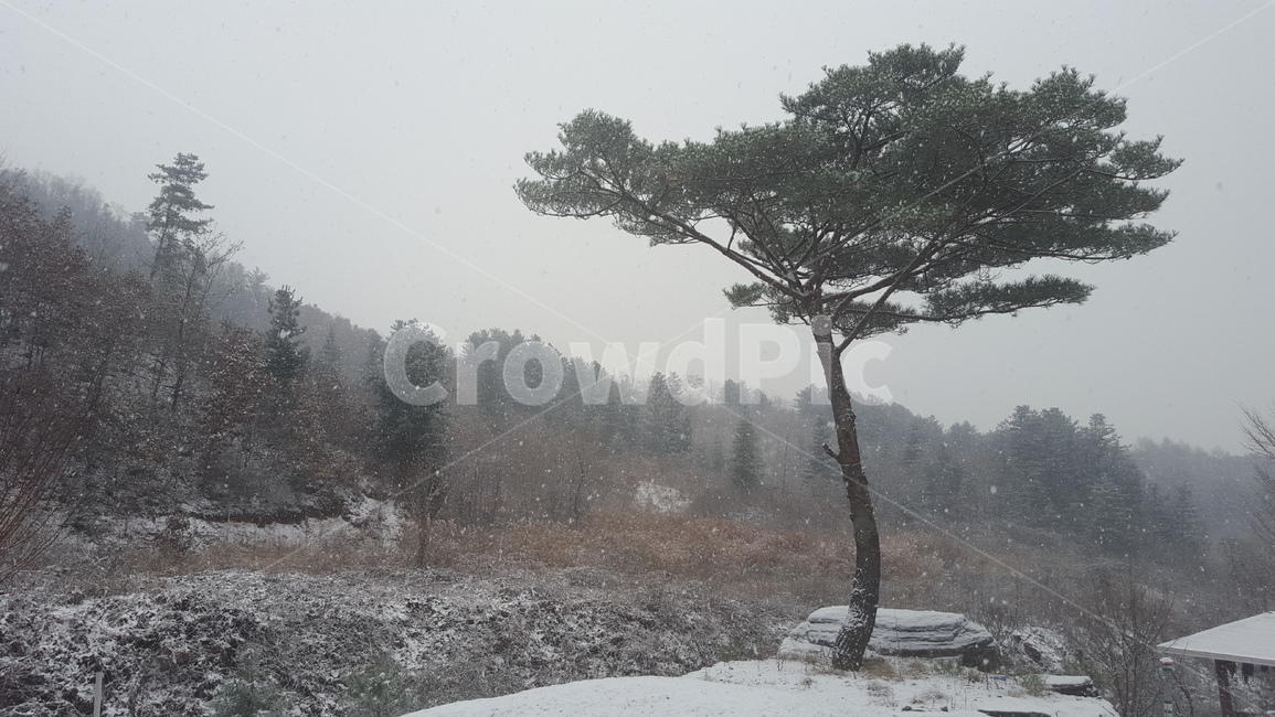 눈,설경,소나무,겨울,snow,winter,falling,겨울,계절,winter,season,자연,풍경,nature,landscape,outdoors,옥외,weather,날씨