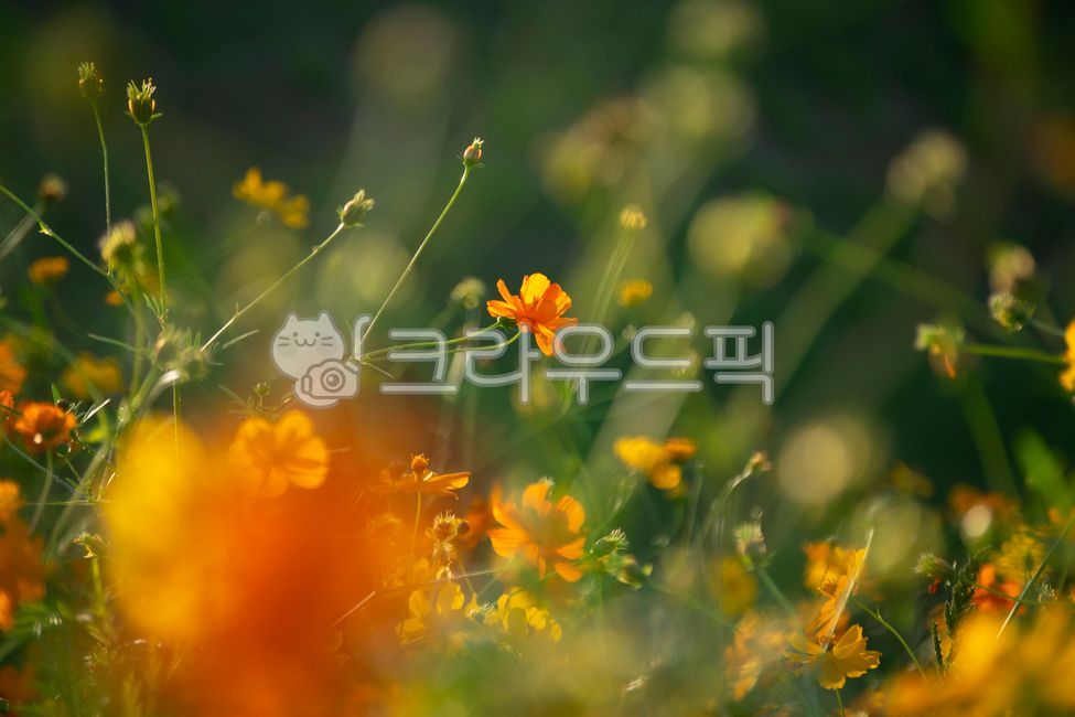 코스모스,가을,autumn,꽃,꽃밭