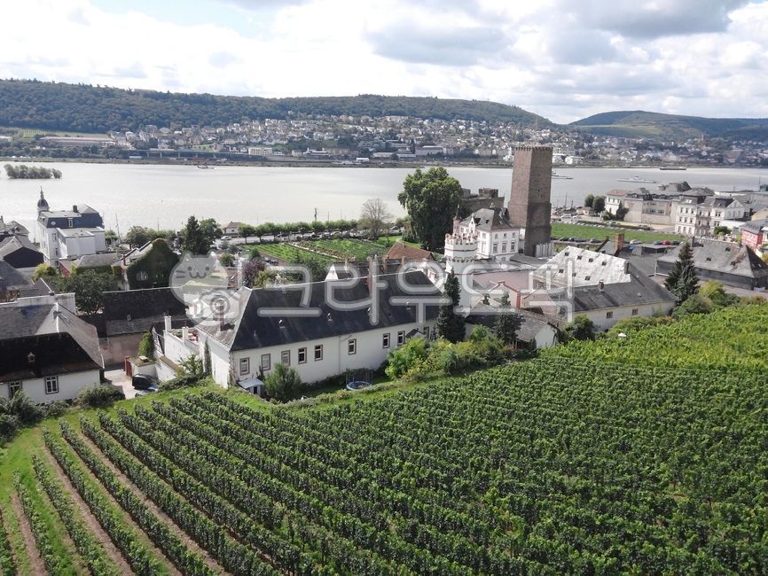 vineyard,rdesheim,vinery,germany,Near Frankfurt,europe,Rdesheim