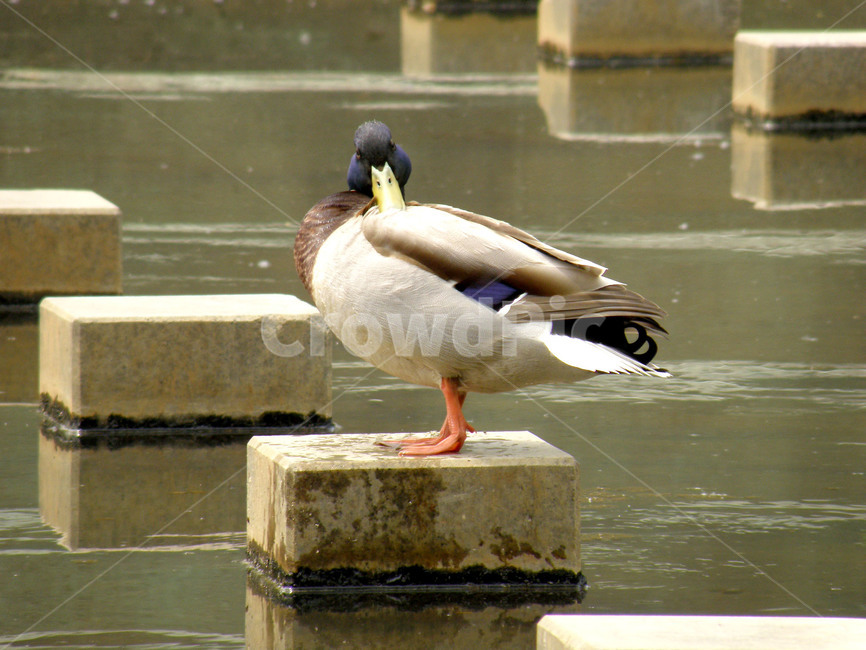 오리,조류,새,동물,천둥오리,동물,animal,조류,새,birds