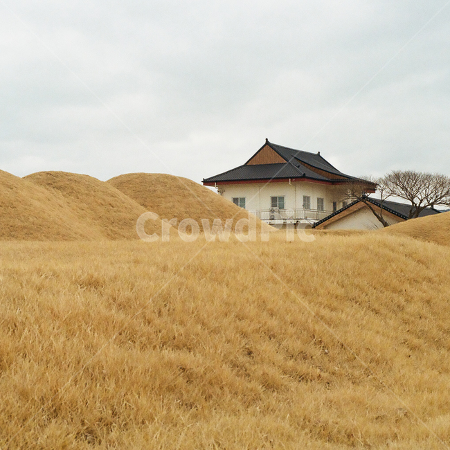경주,문화재,대릉원,무덤,왕릉,tomb,가을,계절,fall,autumn,season,기와,기와집,전통,한국,신라,한국전통,한국문화,koreantraditional,koreanculture,랜드마크,landmark,자연,풍경,nature,landscape,관광,관광지,감성,감성사진,빈티지,아날로그,필름,필름사진,필름카메라,film,filmcamera,sensible,feeling