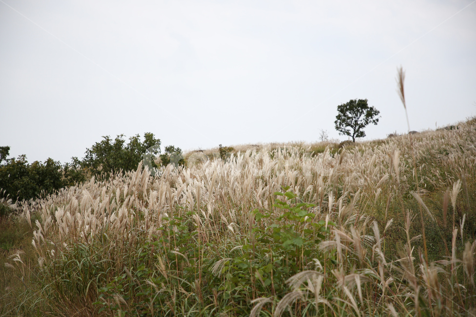 갈대,가을풍경,황매산,합천명소,경남명소,황매산갈대,합천군,가을,계절,fall,autumn,season,grass,잔디,plant,식물,lawn