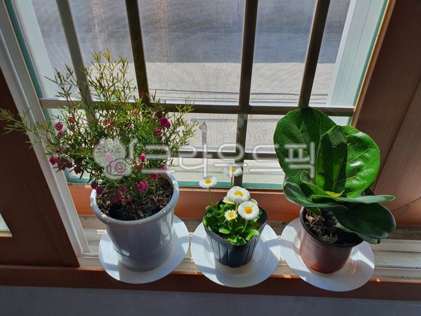 window sill and plants,green plants,photosynthesis,plant,spring plants,flower