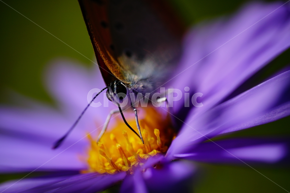 벌개미취,쑥부쟁이,나비,부전나비,곤충,벌레,꽃,플라워,자연,식물,butterfly,insect,flower,nature,bug,접사,클로즈업,closeup,macro,매크로,마크로,9월,가을,september,autumn,fall,꽃사진,가을꽃,가을,계절,fall,autumn,season,식물,자연,plants,nature,꽃,flower,동물,animal,곤충,벌레,insect,bug,plant