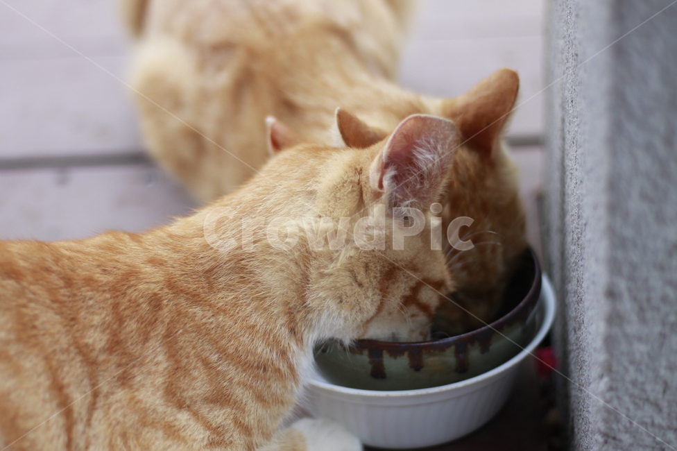 길고양이,고양이,길냥이,외로움,휴식,묘생,냥이,묘,길거리,고양이들,동물,animal,고양이,cat,kitten,kitty