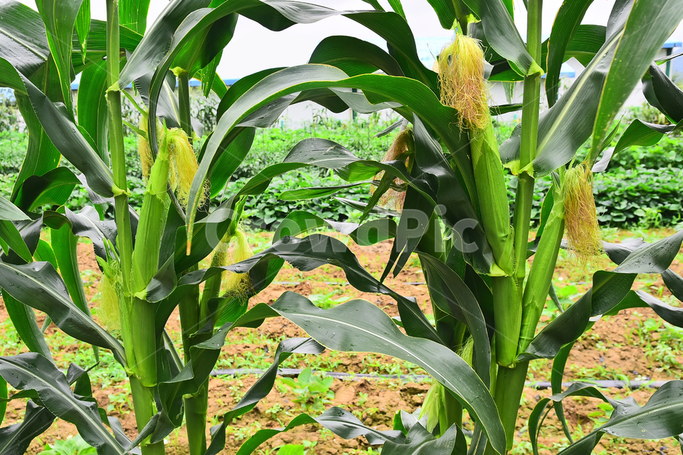 농업,옥수수,콘,농작물,먹거리,음식,식용,밭농사,농사,식재료,food,farming,corn,잎새,7월,작물,재배,시골,야외,들녘,옥수수수염,약용,배경,백그라운드,바탕,산업,산업,industry,industrial,농업,농사,agriculture,farming,farming industry