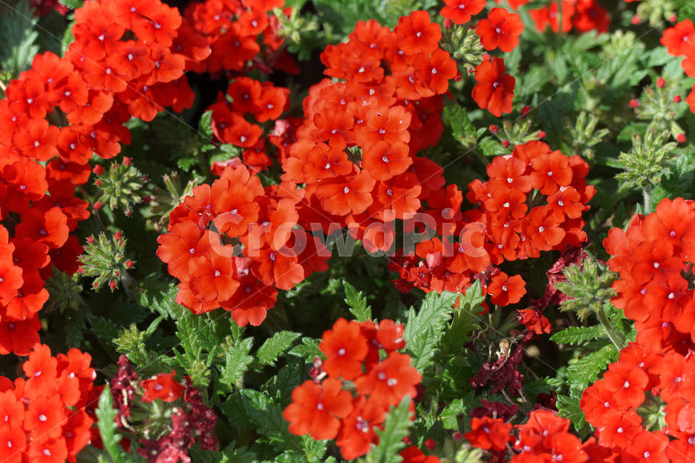 히브리다버베나,꽃,자연,접사,배경화면,힐링,신선함,안식처,season,plants,nature,flower,sensible,feeling,색깔,색상,색채,색감,colorsense,colorsensitivity,feelingofcolor,감성,평온함,느낌,휴식
