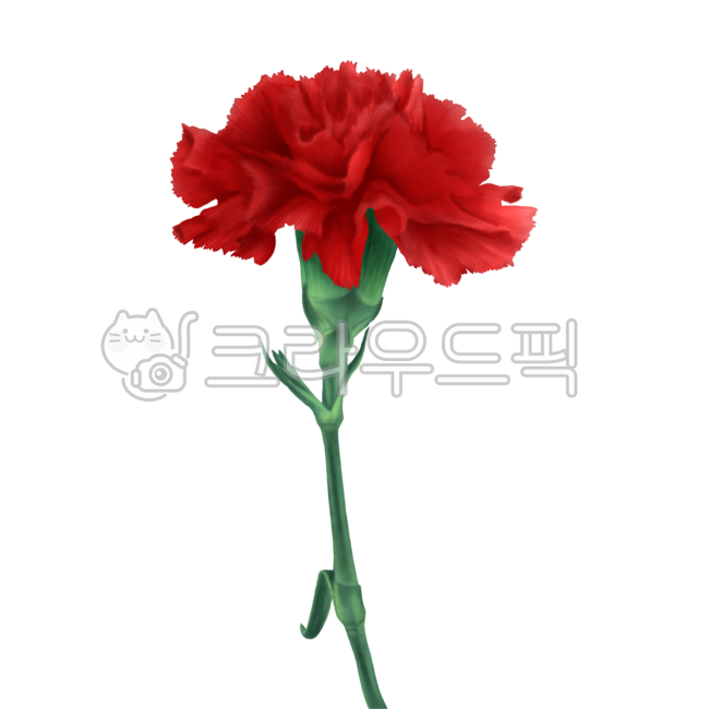 card design source,Nukki,deco,In May,carnation,thank you,watercolor illustration,Postcard,spring,thanks,carnation flower,synthetic data,event,Thank you,decoration,graphic,watercolor flowers,Carnation illustration,Teachers day,family month,flower painting,