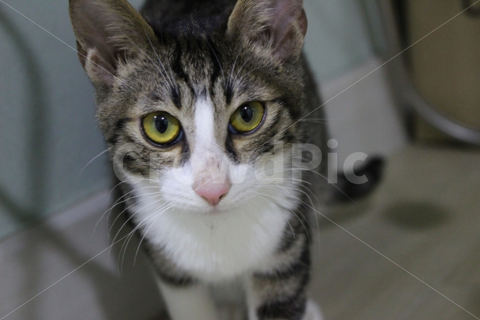 	고양이,반려동물,유기묘,길냥이,애완동물,cat,pet,kitten,아기고양이,코숏,코리안숏헤어,동물,동물,animal,고양이,cat,kitten,kitty,포유류,mammal