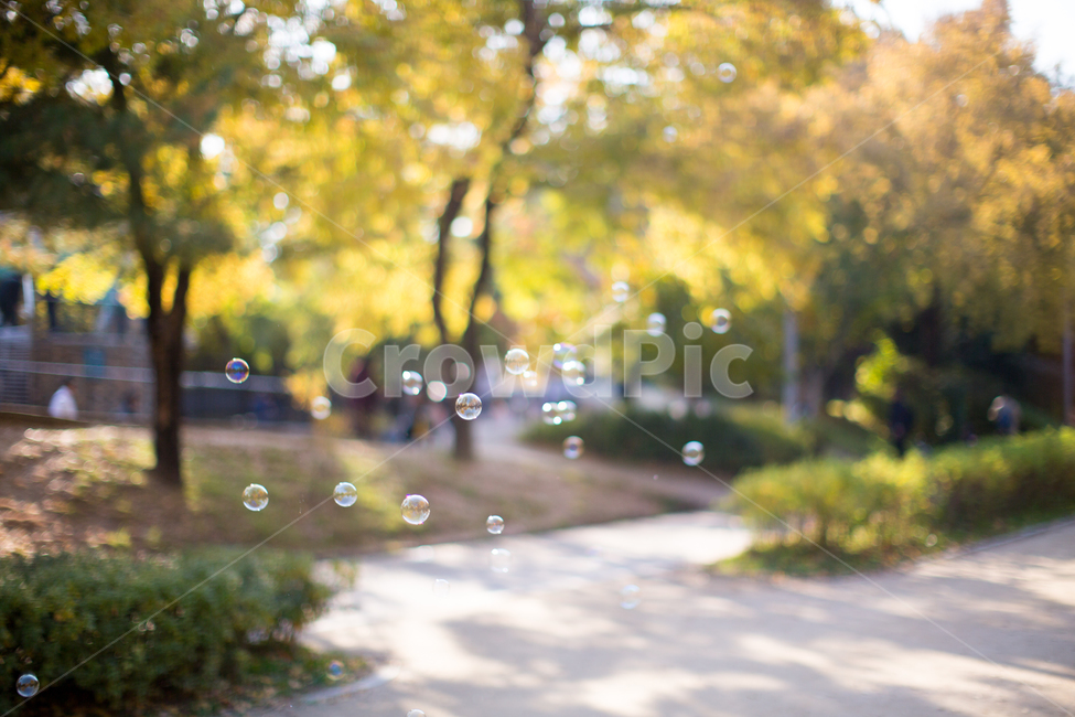 가을,노란색,단풍,노랑,가을색,빛,노랑노랑,옐로우,yellow,autumn,바스락,반짝반짝,따스함,한적함