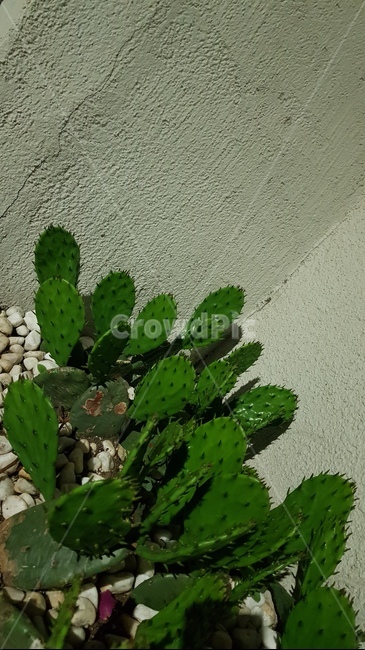 선인장,초록,봄,식물,cactus,green,spring,plants