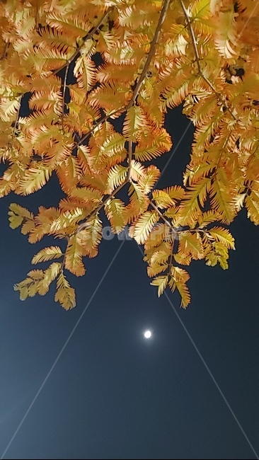 노란단풍,단풍,달밤,나무,tree,식물,잎,leaf,가을,계절,fall,autumn,season,식물,자연,plants,nature,plant