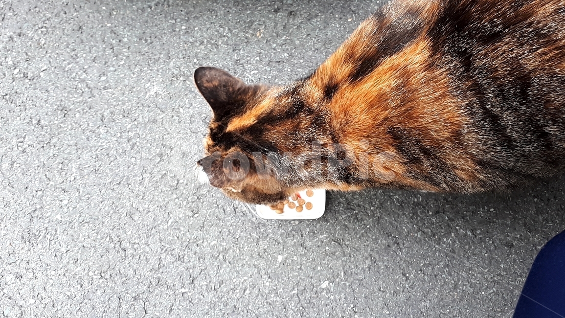 길냥이,고양이,고양이간식,길냥이간식,cat,streetcat
