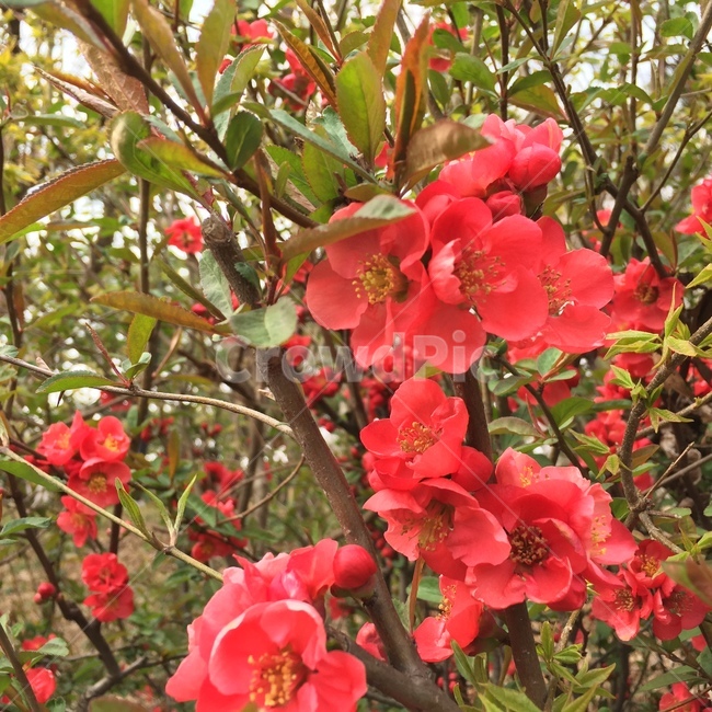 spring,plant,blossom,flower,식물,꽃,빨간꽃,봄,식물,자연,plants,nature,꽃,flower