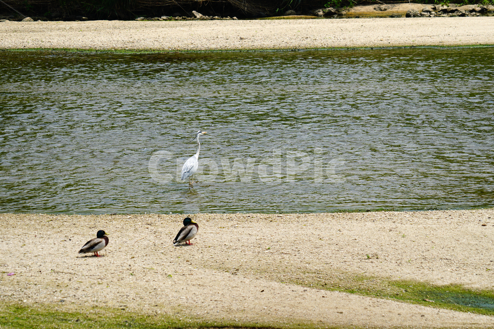 왜가리,오리,청둥오리,철새,동물,조류,새,자연,duck,bird,animal,nature,풍경,landscape,중랑천,하천,강변,river,서울,seoul,여름,summer,6월,june,강가,모래사장,동물,animal,조류,새,birds