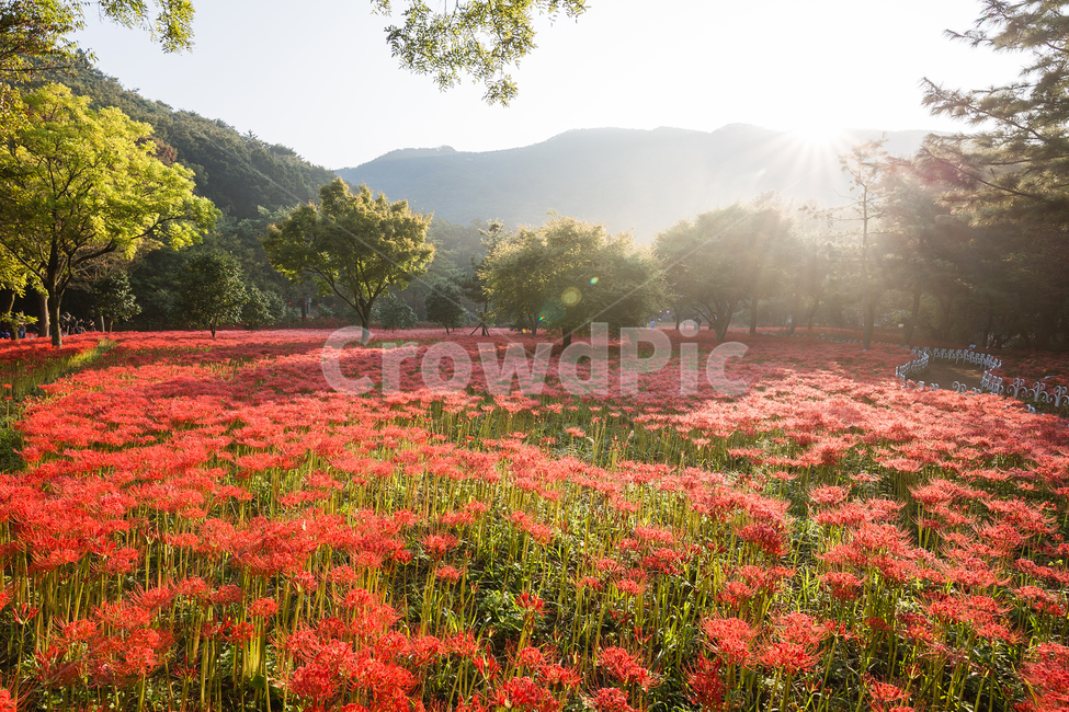 상사화,꽃무릇,일출,아침햇살,빛내림,불갑사,자연,풍경,nature,landscape,한국자연풍경,한국자연경관,korea nature landscape