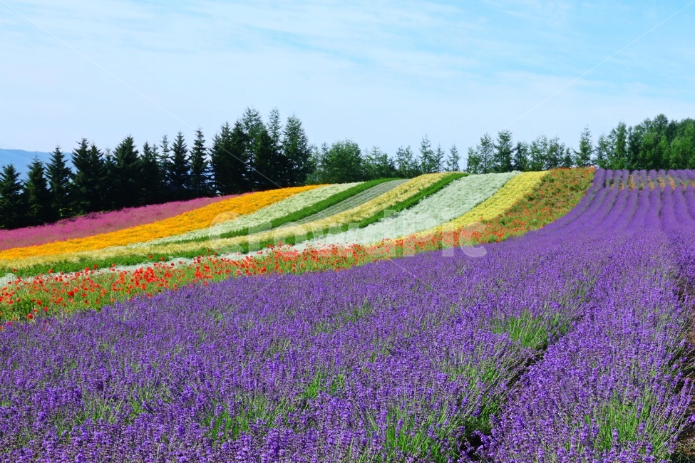 일본,비에이,북해도,꽃,화원,꽃밭,field,들,outdoors,옥외,grassland,목초지,자연,경치,풍경,경관,자연,풍경,nature,landscape