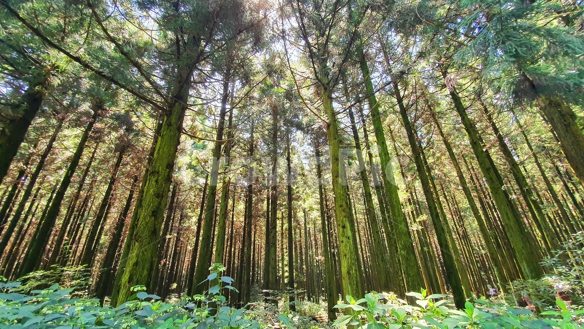 plant,식물,tree,나무,제주도,숲,나무,trees,wood