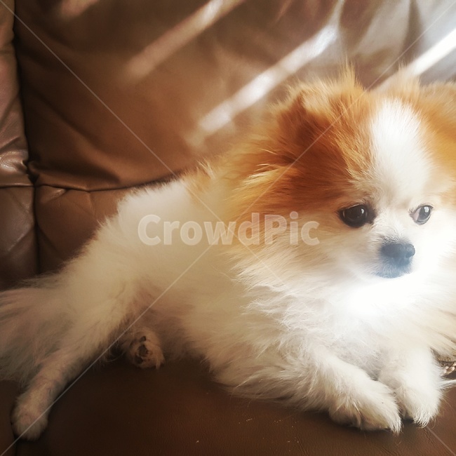 rest,sunlight,puppy,pomeranian,animal,dog,pet dog,pet