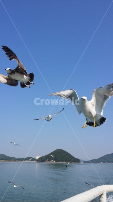 sea,sky,바다,갈매기,배,맑음,하늘