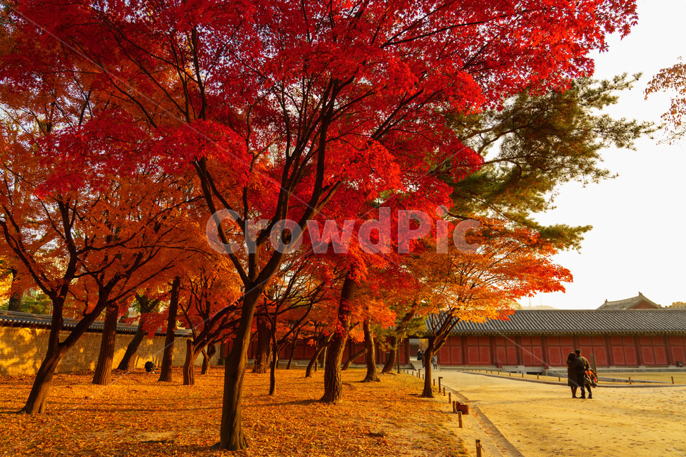 창경궁,단풍,해질녘,아름다운,고요한,sunset,palace,calm,beautiful,저녁,따뜻한,고즈넉한,낙엽,사람,배경,가을,autumn,fall,웜톤,전통,한국,korea,traditional,가을,계절,fall,autumn,season,한국전통,한국문화,korean traditional,korean culture,사람,인물,인간,human,person,연인,커플,사랑,lover,couple,건축물,건물외관,exterior,building,structure,architecture,construction,plant,식물,tree,나무,maple,leaf,잎