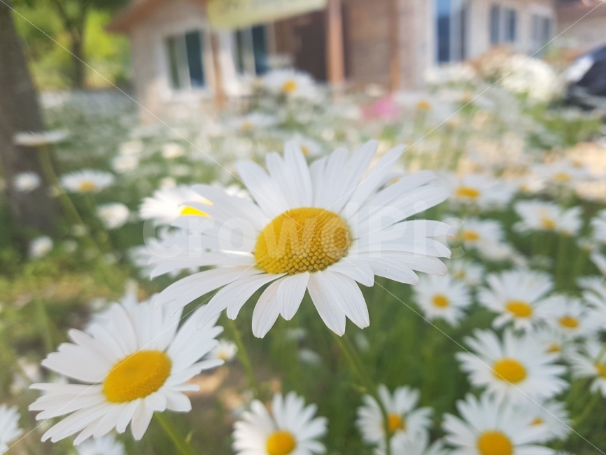mountain,Munbae Village,Gangchon,wild flowers,mountain climbing,dandelion