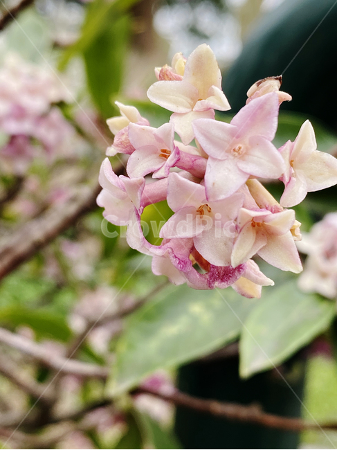 plant,식물,flower,blossom,꽃,꽃나무,천리향,감성,힐링,화사함
